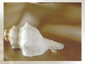 SEA SHELL, за да играят онлайн